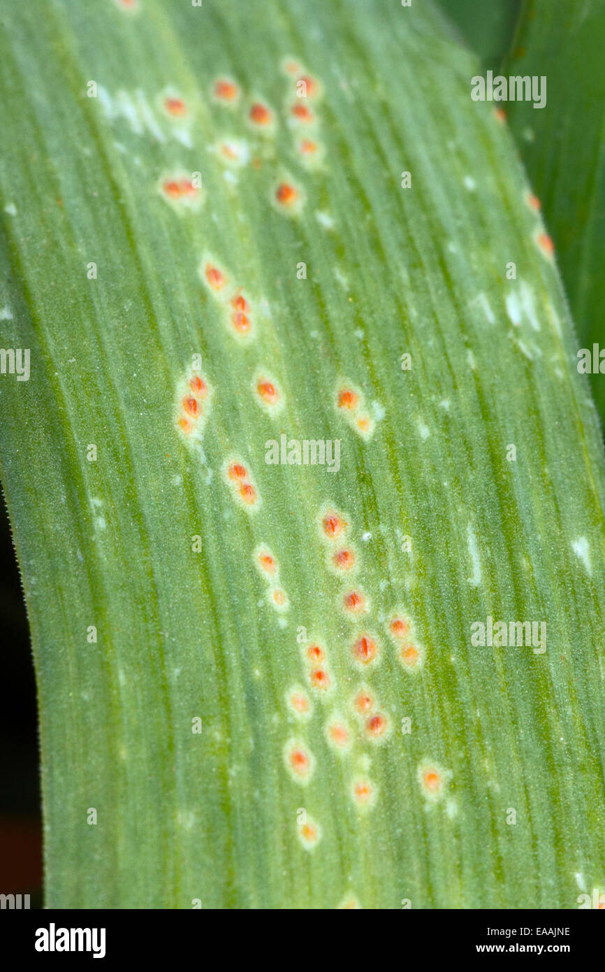 Vegetable disease hires stock photography and images Alamy