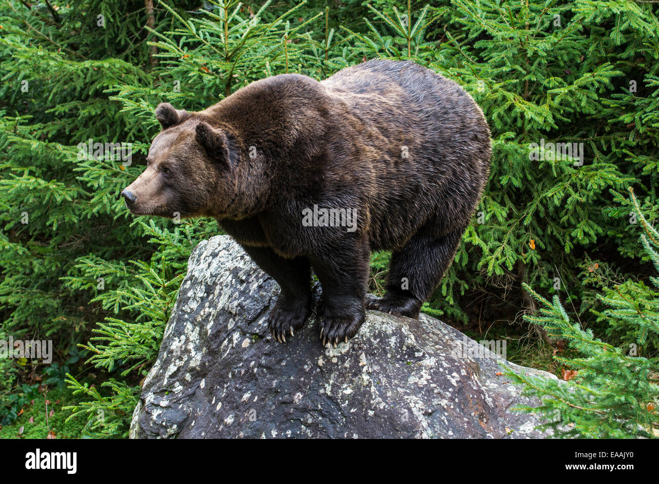 European brown bear (Ursus arctos arctos) standing on rock in forest ...
