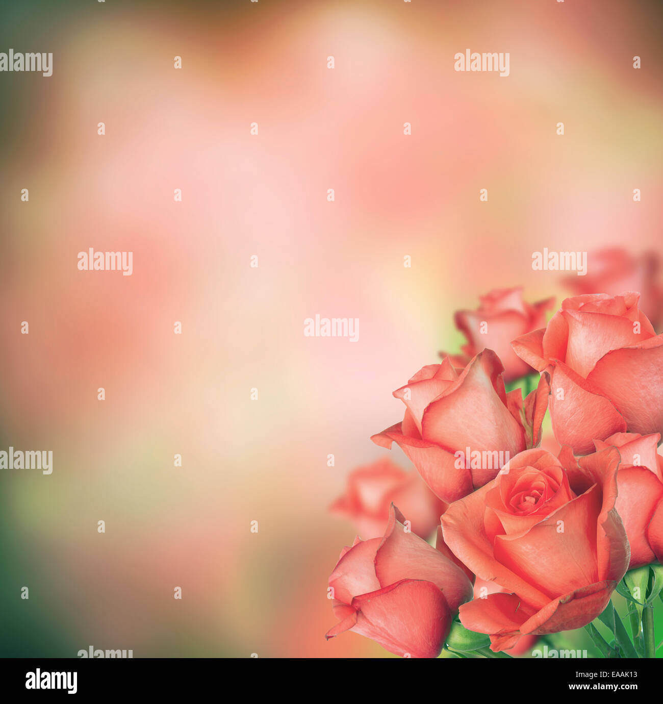 Isolated bouquet of roses with abstract blur background Stock Photo - Alamy