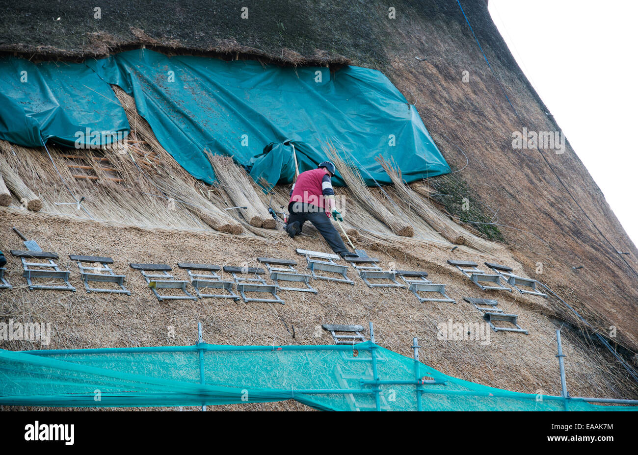 Roof thatchers on top of a home renew the straw roof on November 8,2014. Thatching is a tradition Stock Photo
