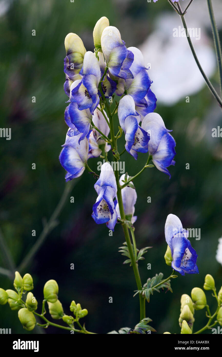Aconitum bicolor Stock Photo - Alamy