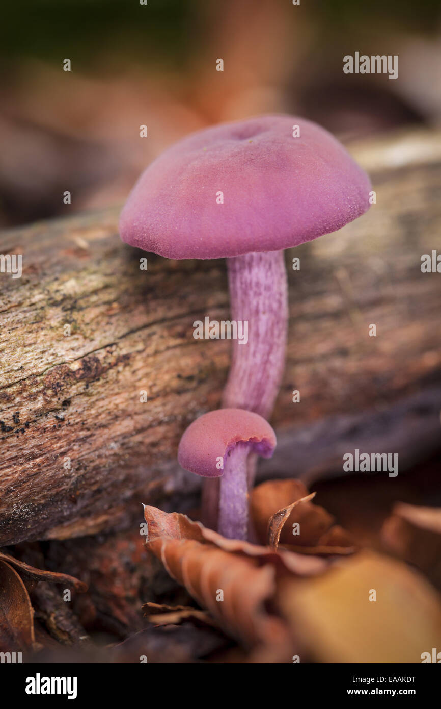 Macro photo of poison mushrooms Stock Photo
