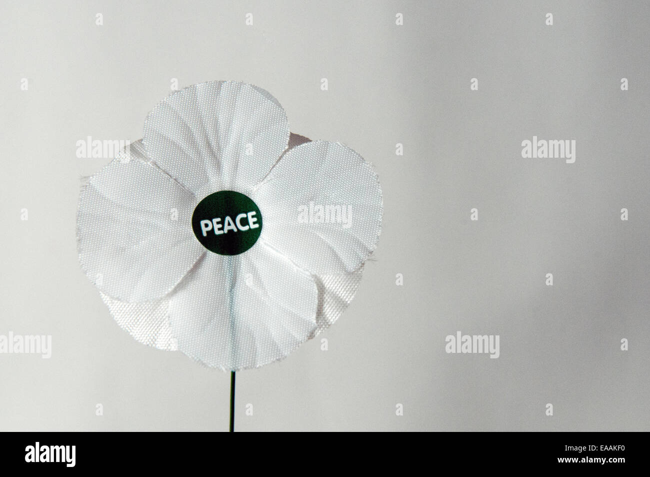 White peace poppy against a white background Stock Photo