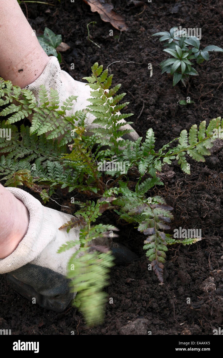 Planting a fern in a woodland garden Stock Photo