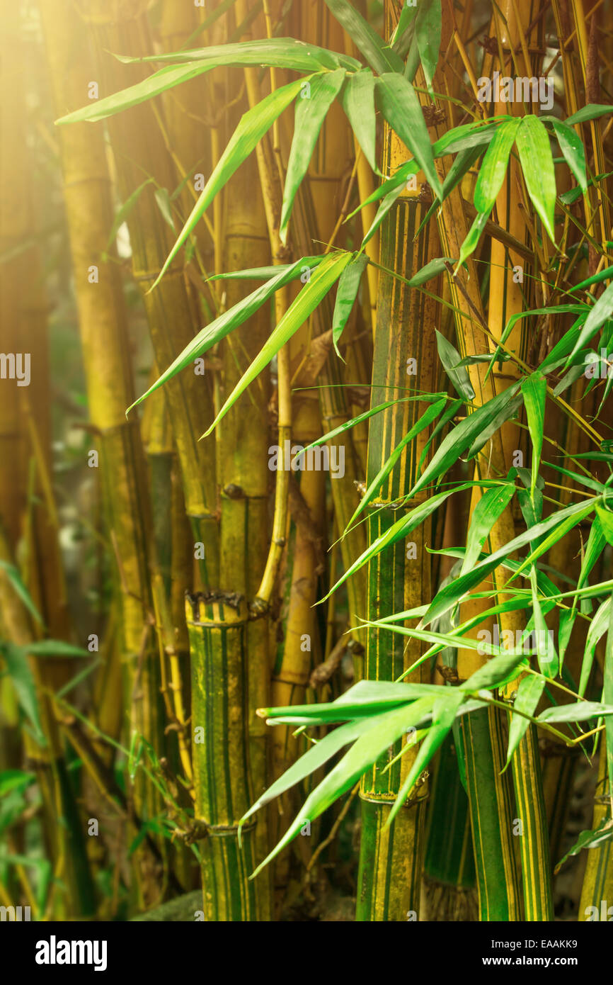 Bamboo trees in jungle with sunrays Stock Photo Alamy