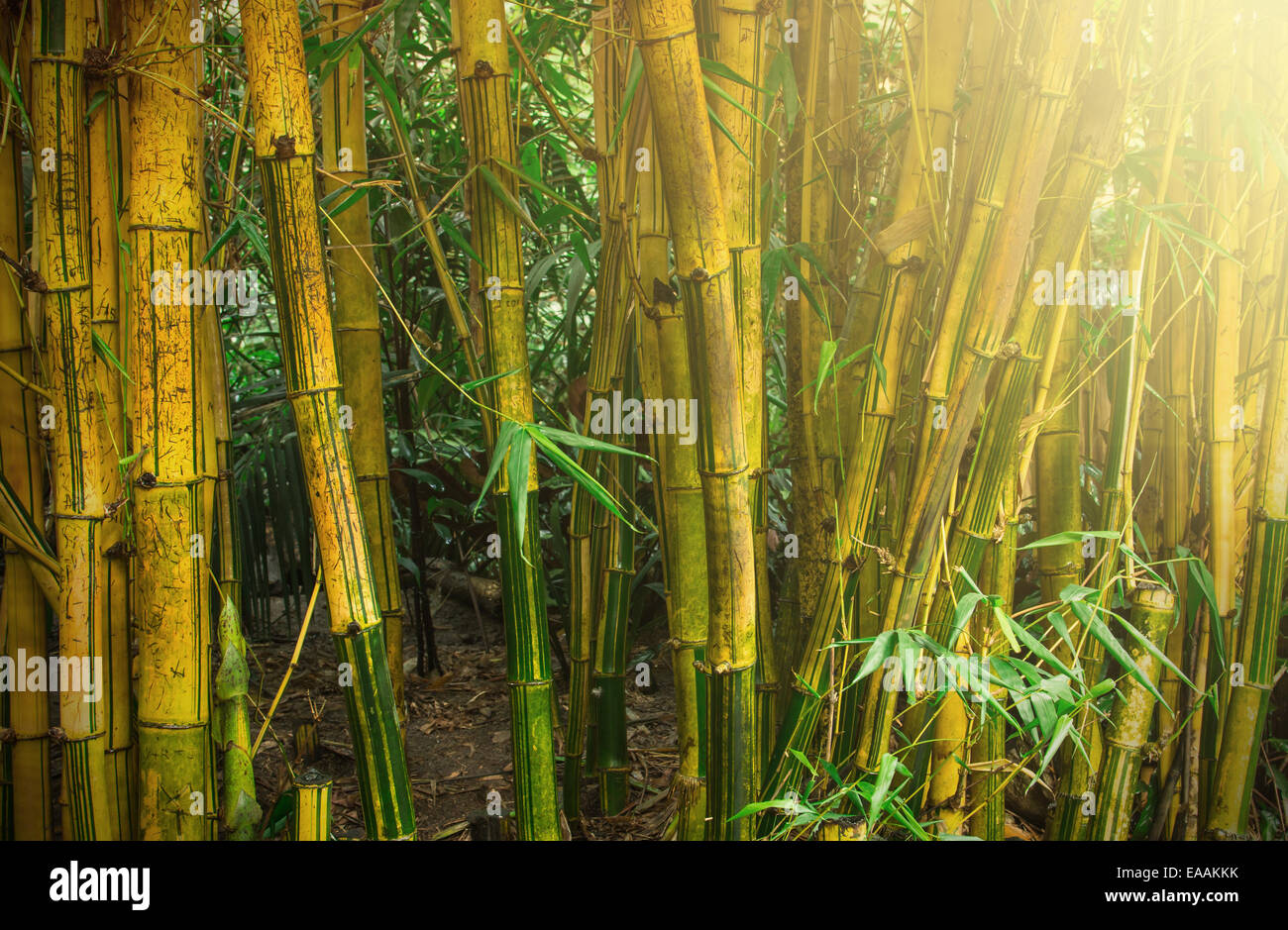 Bamboo trees in jungle with sunrays Stock Photo Alamy