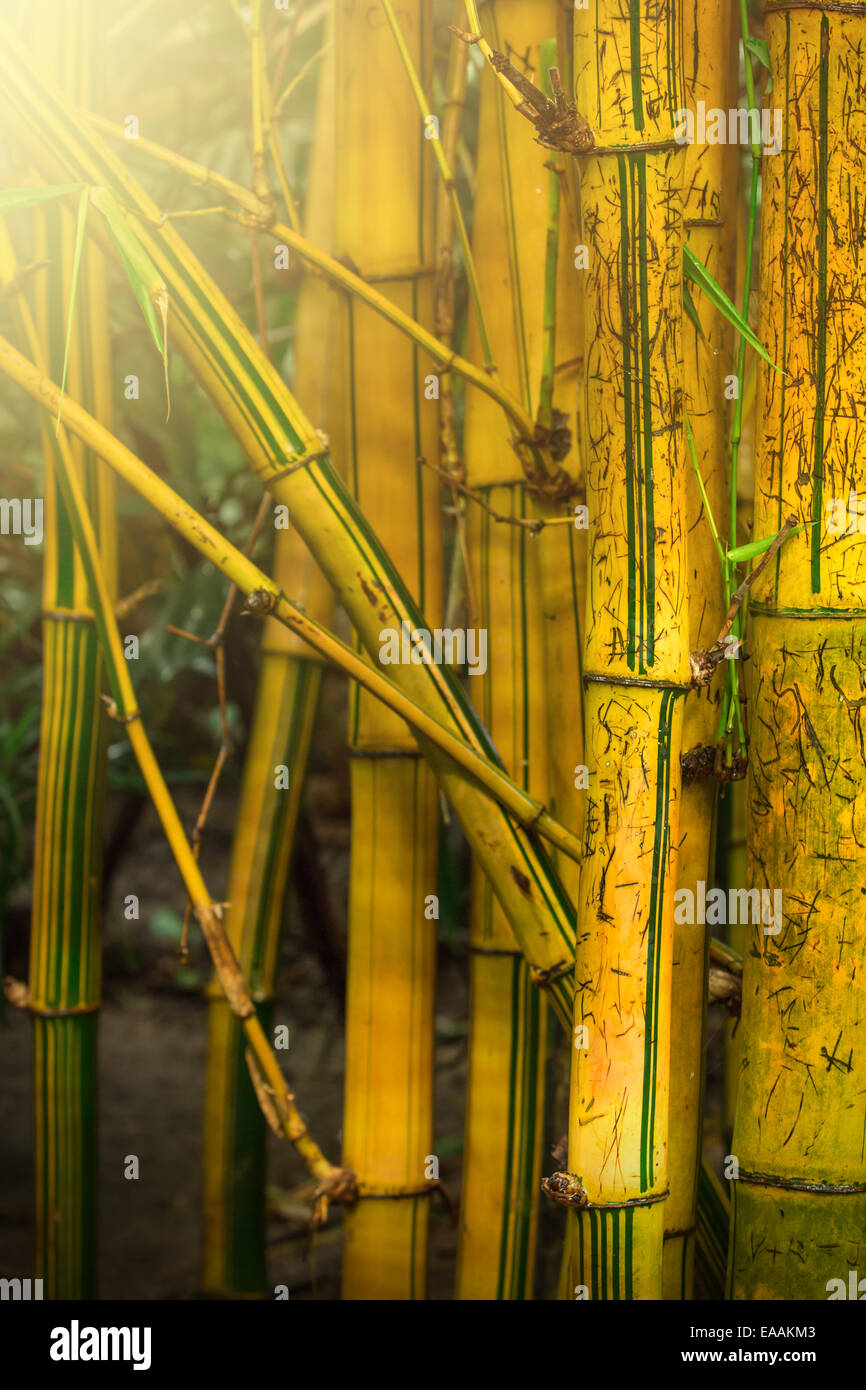 Bamboo trees in jungle with sunrays Stock Photo Alamy