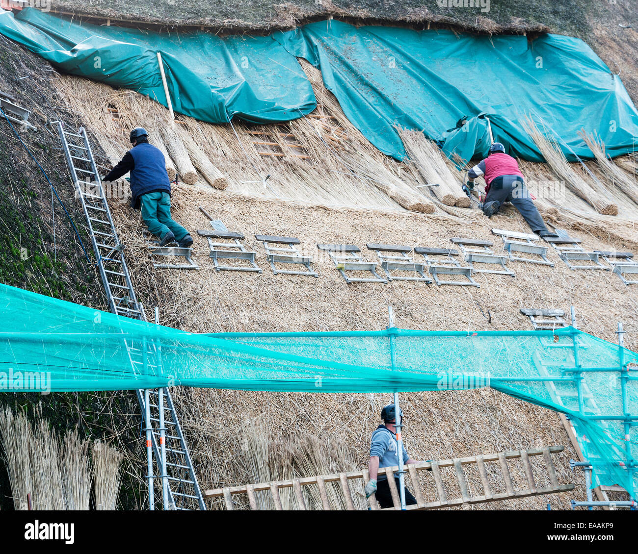 Roof thatchers on top of a home renew the straw roof on November 8,2014. Thatching is a tradition Stock Photo