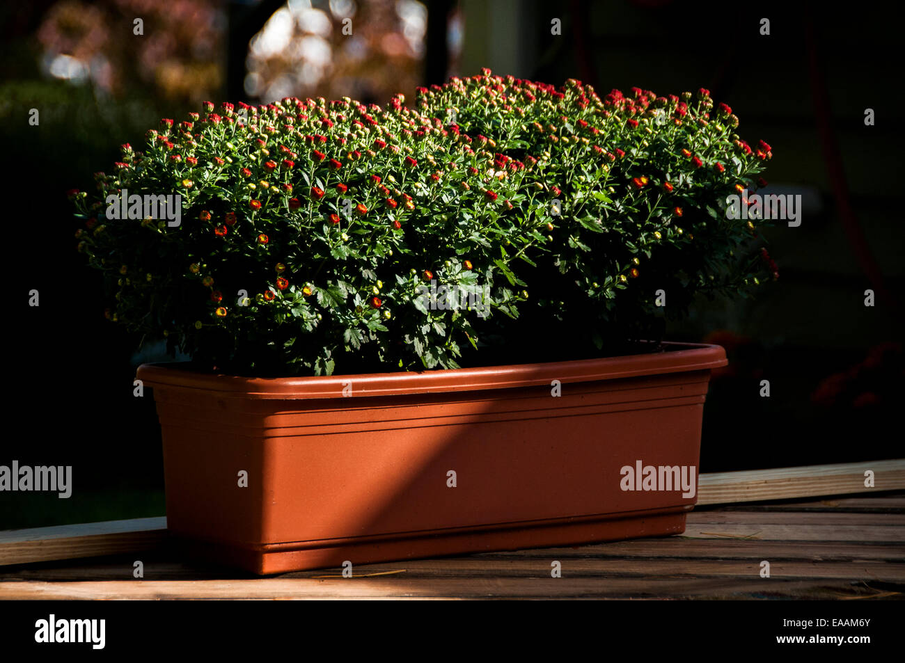 Bunches of budding Mums in a red/orange planter box on a wooden deck in warm sunlight. Stock Photo