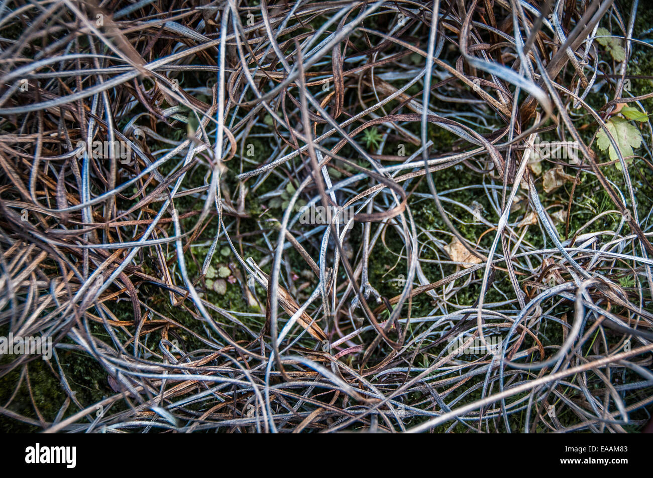 Filled frame of ground cover; patterns of dying grasses and plant stems. Abstraction. Stock Photo