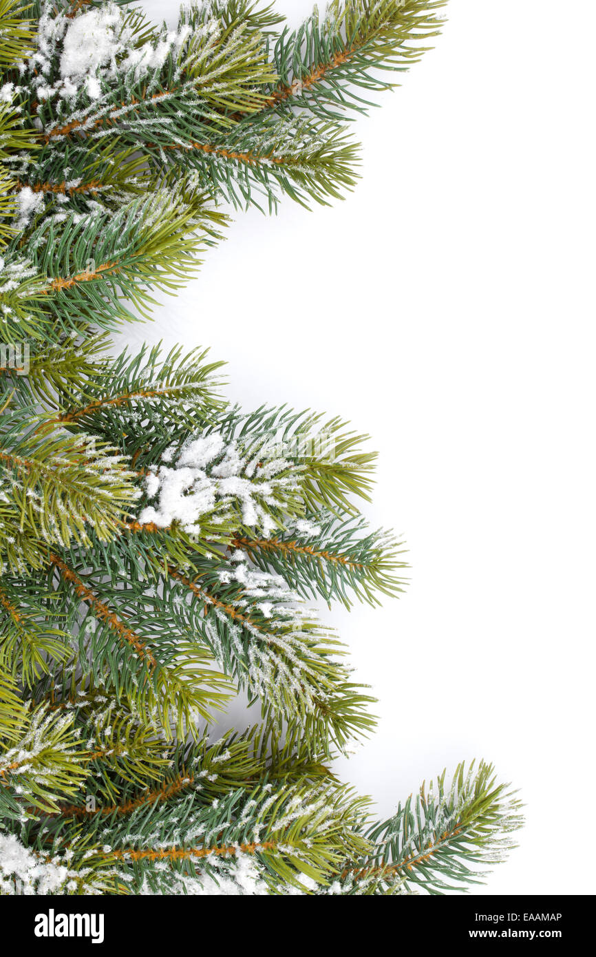 Fir tree branch covered with snow. Isolated on white background Stock ...
