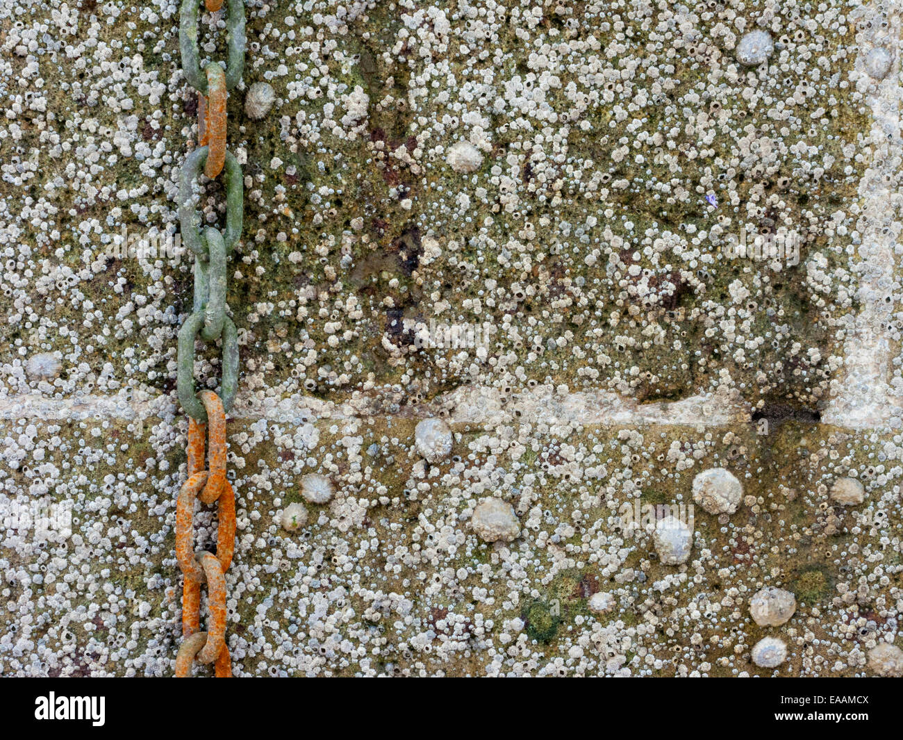Acorn barnacles (Semibalanus balanoides) and limpets on sea wall, Dover Marina, Kent, UK Stock Photo