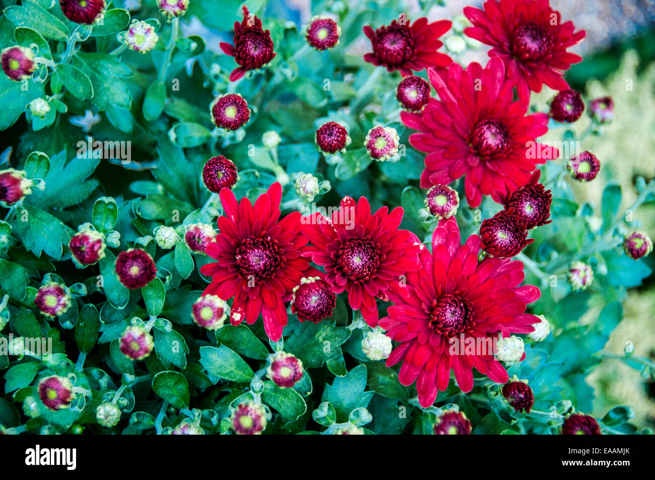 Filled frame top view of budding Mums and Mum flowers. Abstraction. Stock Photo