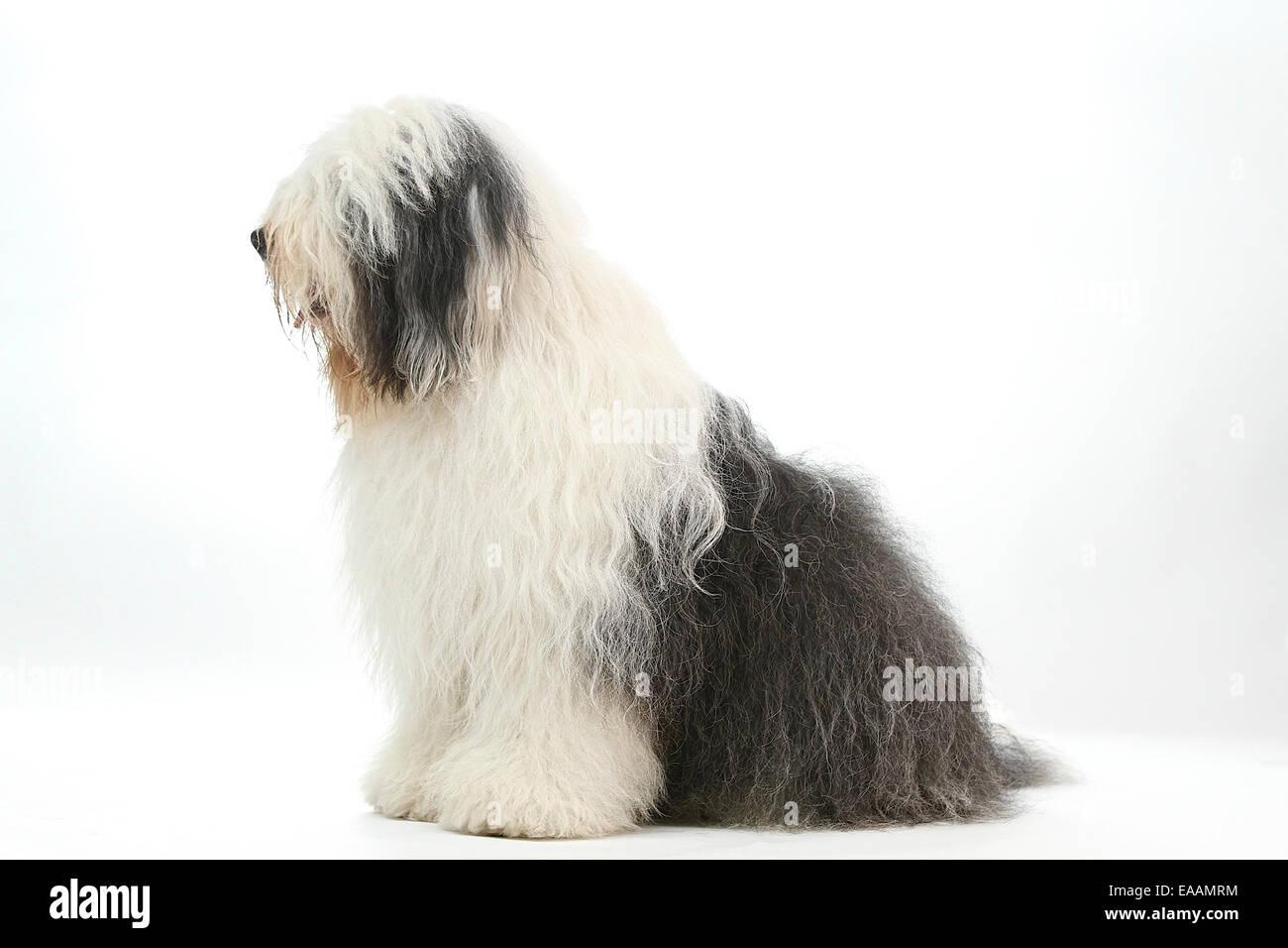 Old English Sheepdog Sitting In White Studio Stock Photo, Picture and  Royalty Free Image. Image 66897264.