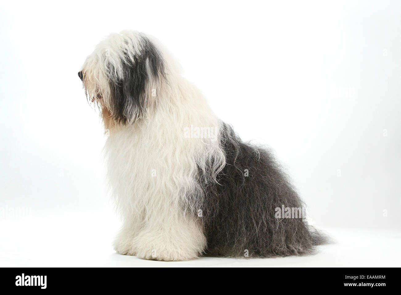 Old English Sheepdog Walking Towards The Camera In A Field Stock Photo,  Picture and Royalty Free Image. Image 195591118.