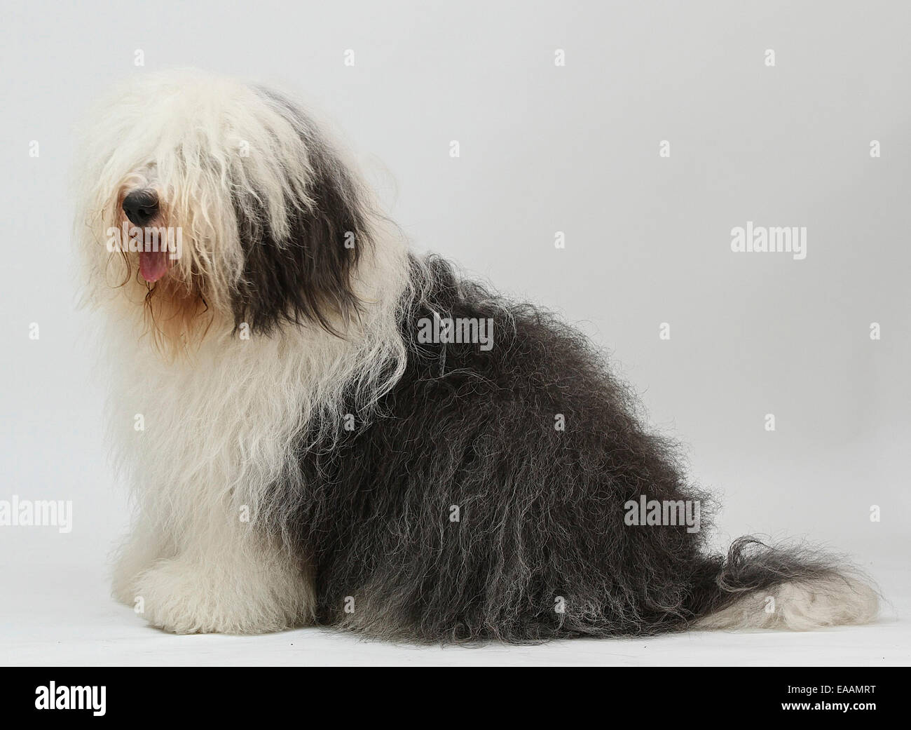 Old English sheep dog often associated with Dulux paint advert Stock Photo
