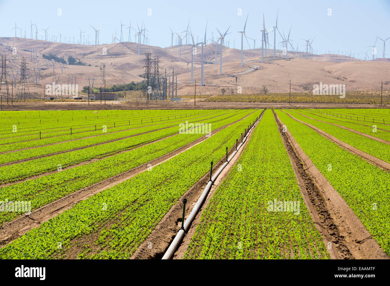 Crops being irrigated below the Tehachapi Pass wind farm, the first