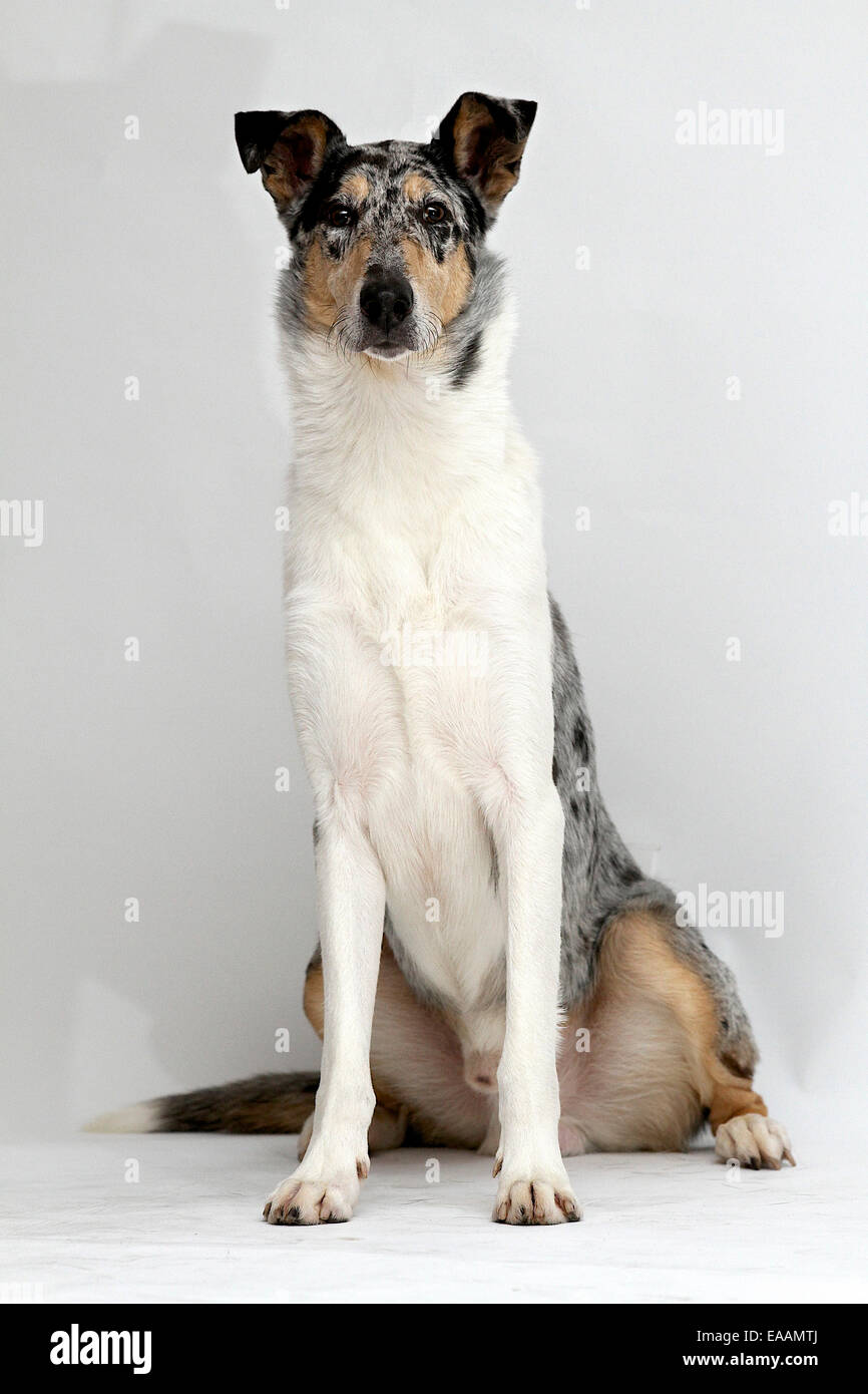 Smooth Collie Dog on white background Stock Photo