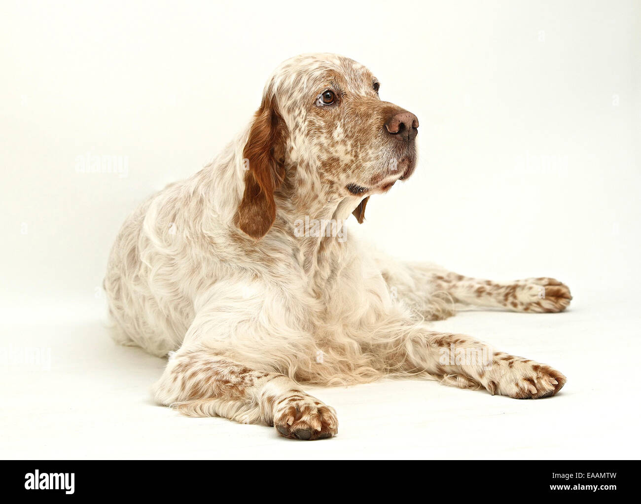 English Setter dog on white background Stock Photo