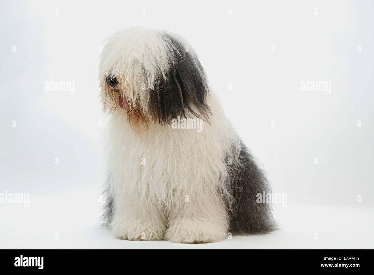 Old English Sheepdog, 1 Year old, sitting in front of white background  Stock Photo by ©lifeonwhite 10886126
