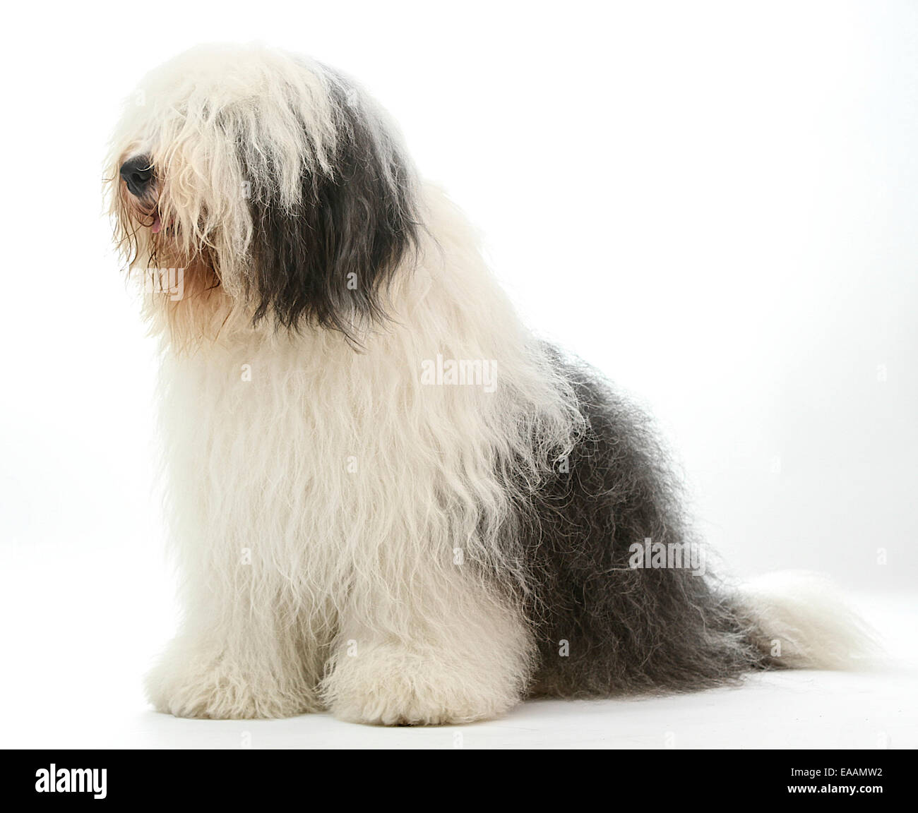 Old english sheepdog standing hi-res stock photography and images - Alamy