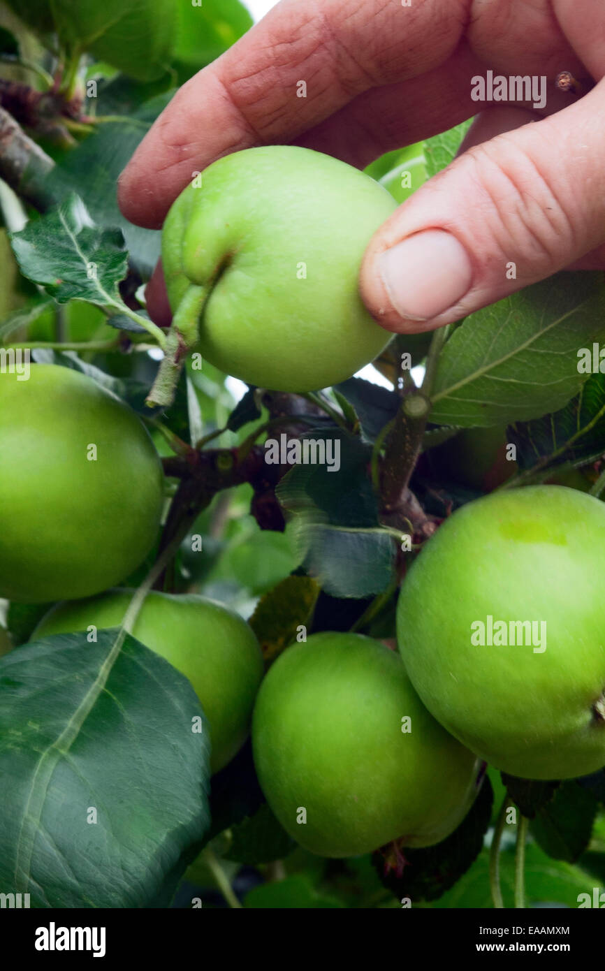 Cordon apple Thinning fruit clusters Stock Photo Alamy