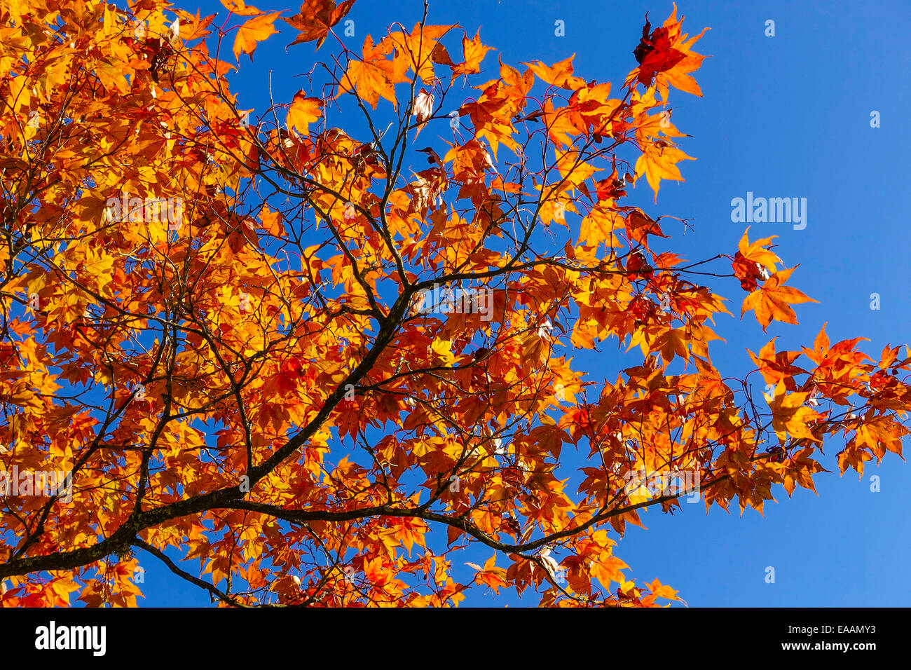 Colored leaves of a maple tree in autumn against blue sky Stock Photo ...