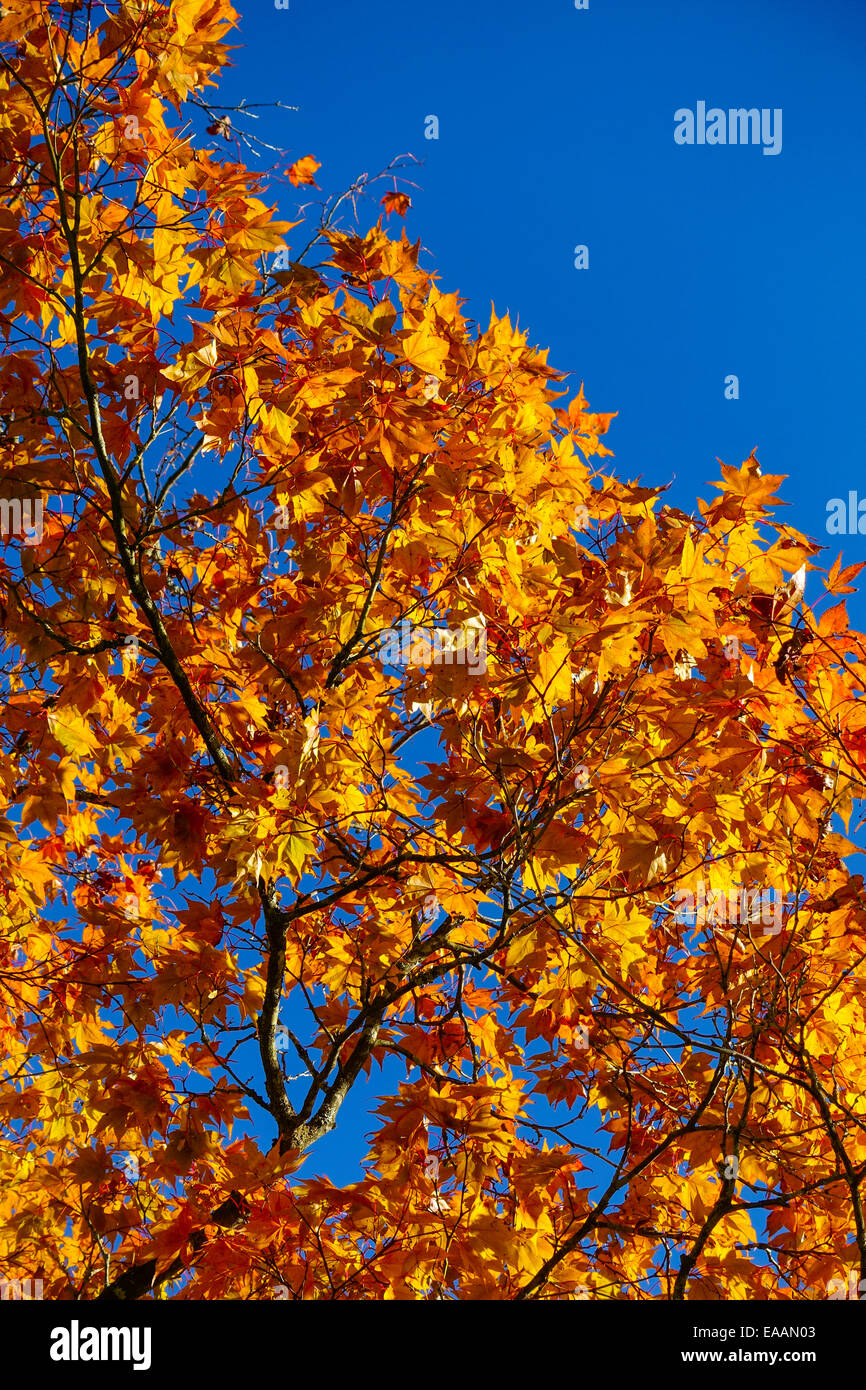 Colored leaves of a maple tree in autumn against blue sky Stock Photo ...