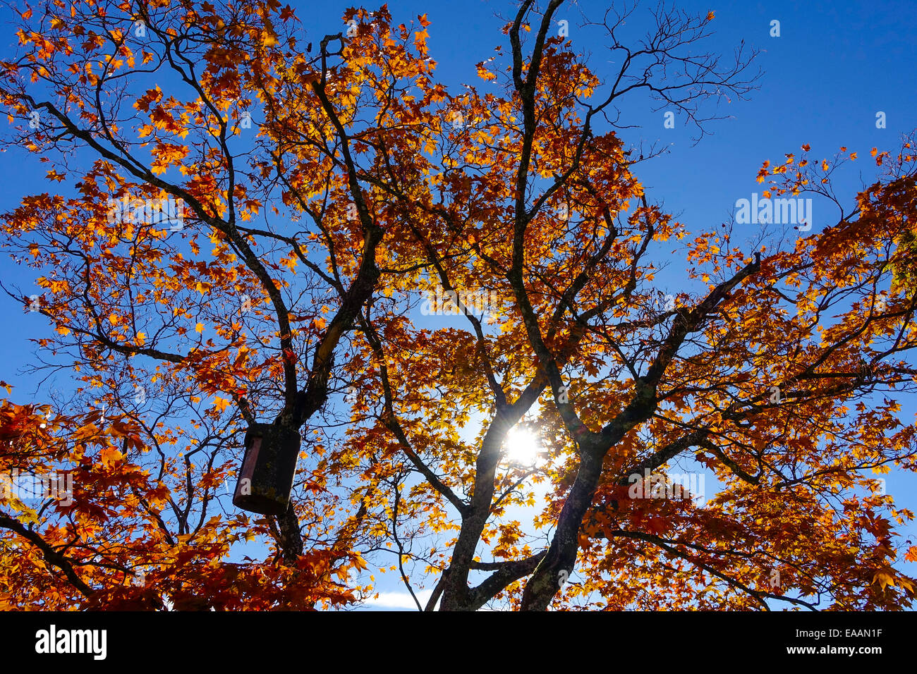 Colored leaves of a maple tree in autumn against blue sky Stock Photo ...