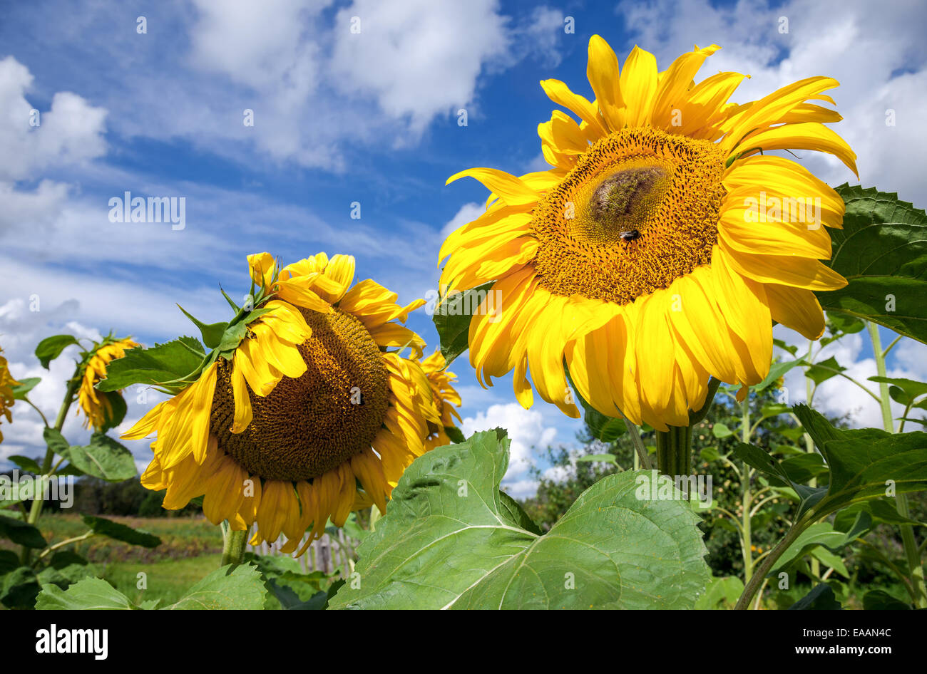 Yellow sunflowers in the field against blue sky background Stock Photo ...