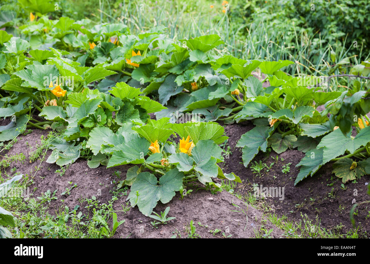 Zucchini Plant Garden High Resolution Stock Photography And Images Alamy