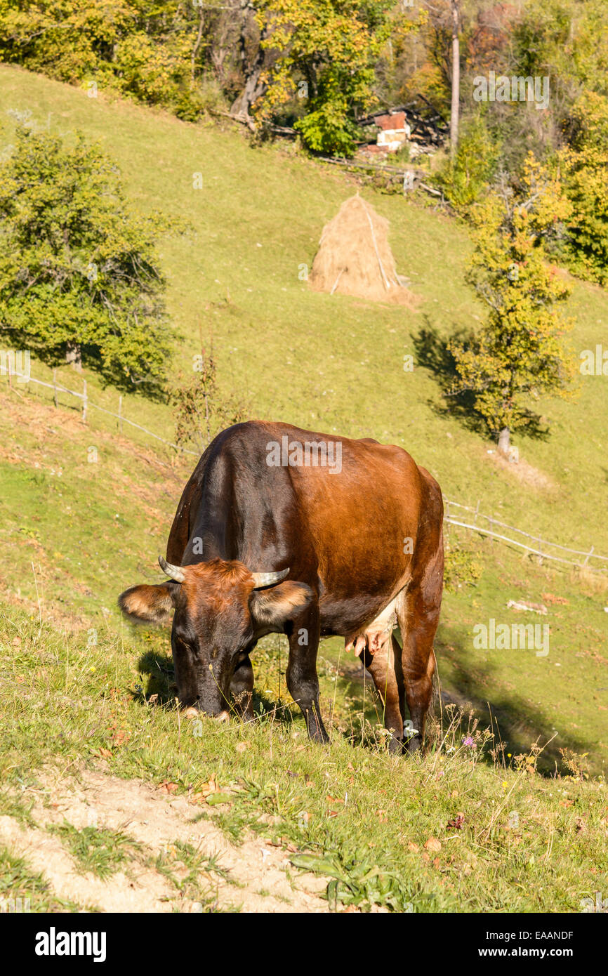 Close up of cow gazing on pasture in mountain region. Stock Photo