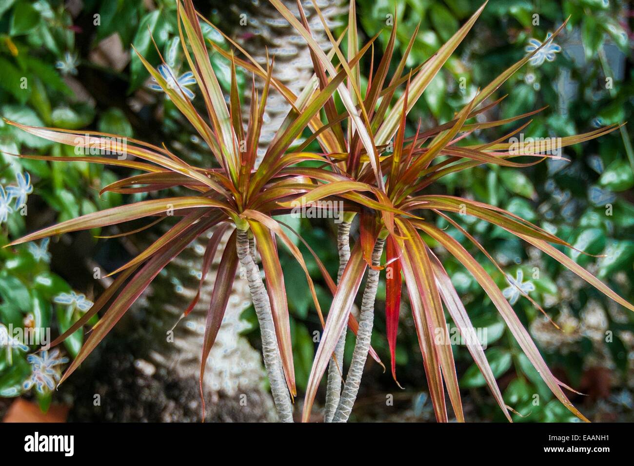 nature [palm tree] Florida close up leaf leaf Stock Photo Alamy