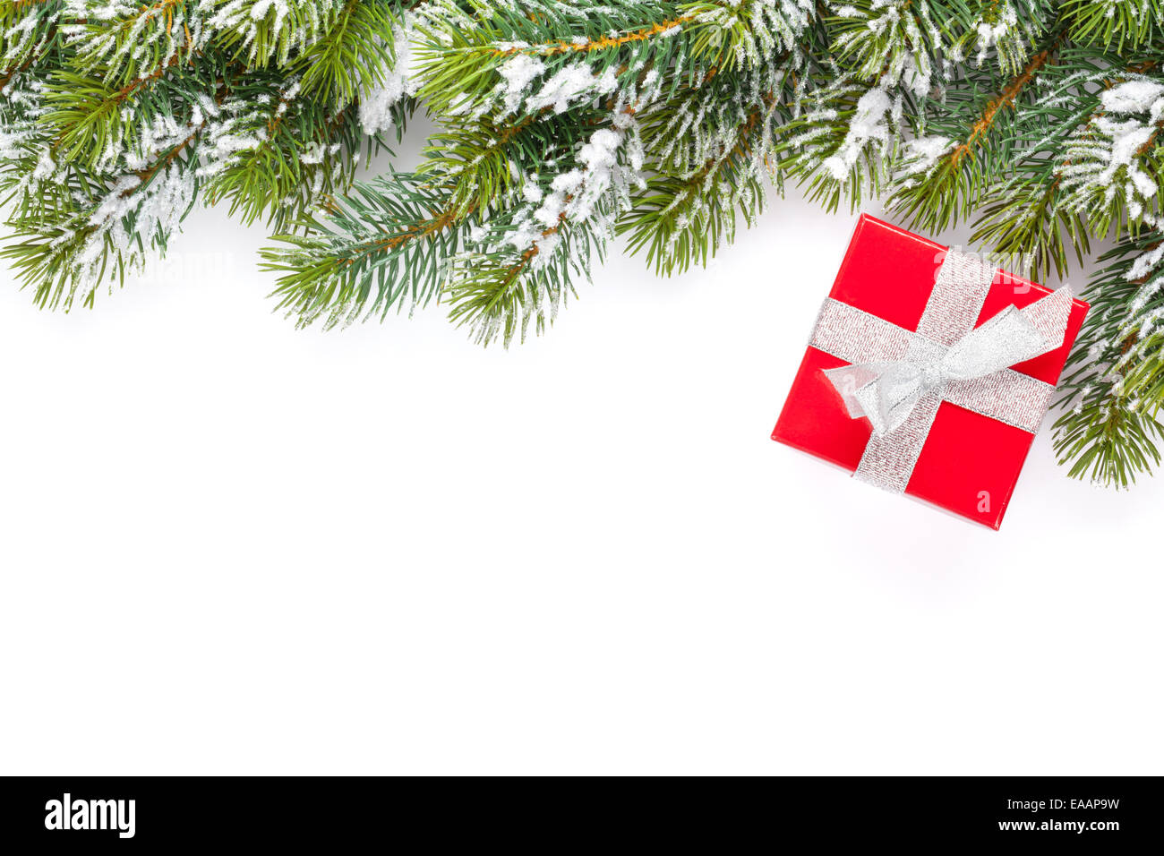 Christmas gift box and snow fir tree. Isolated on white background with ...