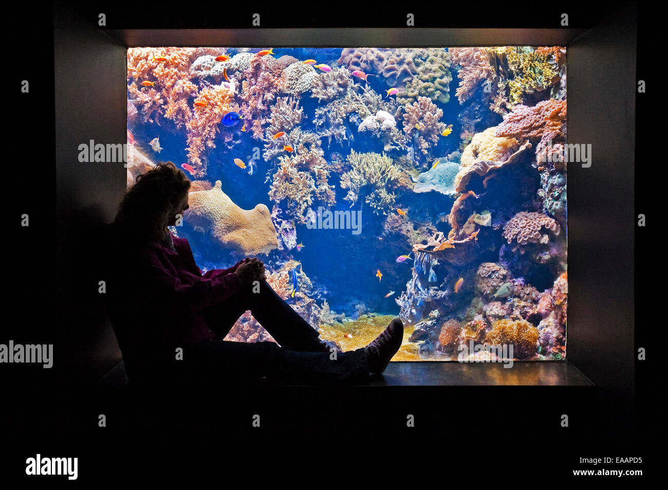 Horizontal portrait of a tourist looking at tropical fish in an aquarium. Stock Photo