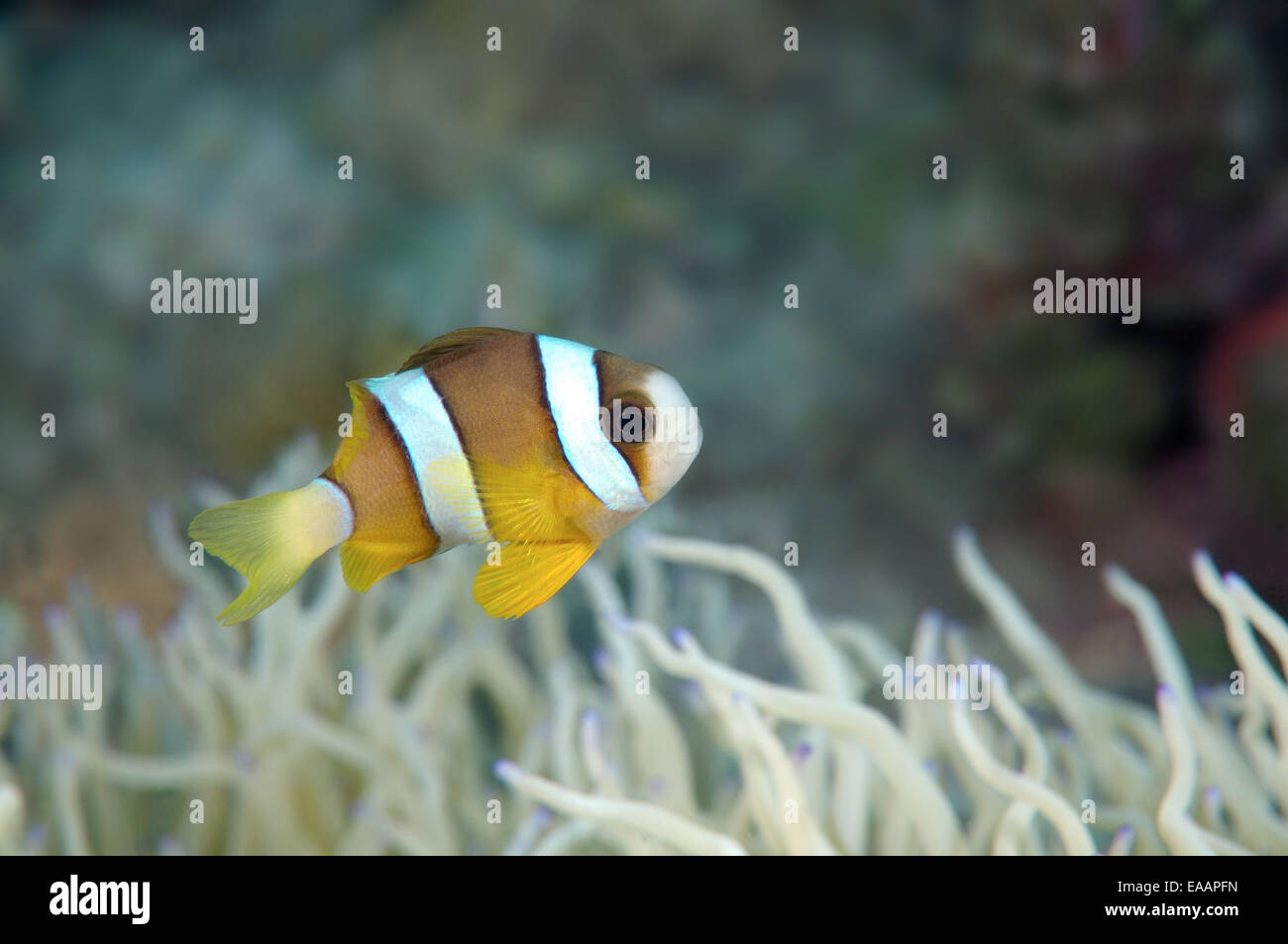 Clark's anemonefish or yellowtail clownfish (Amphiprion clarkii) Bohol Sea, Philippines, Stock Photo