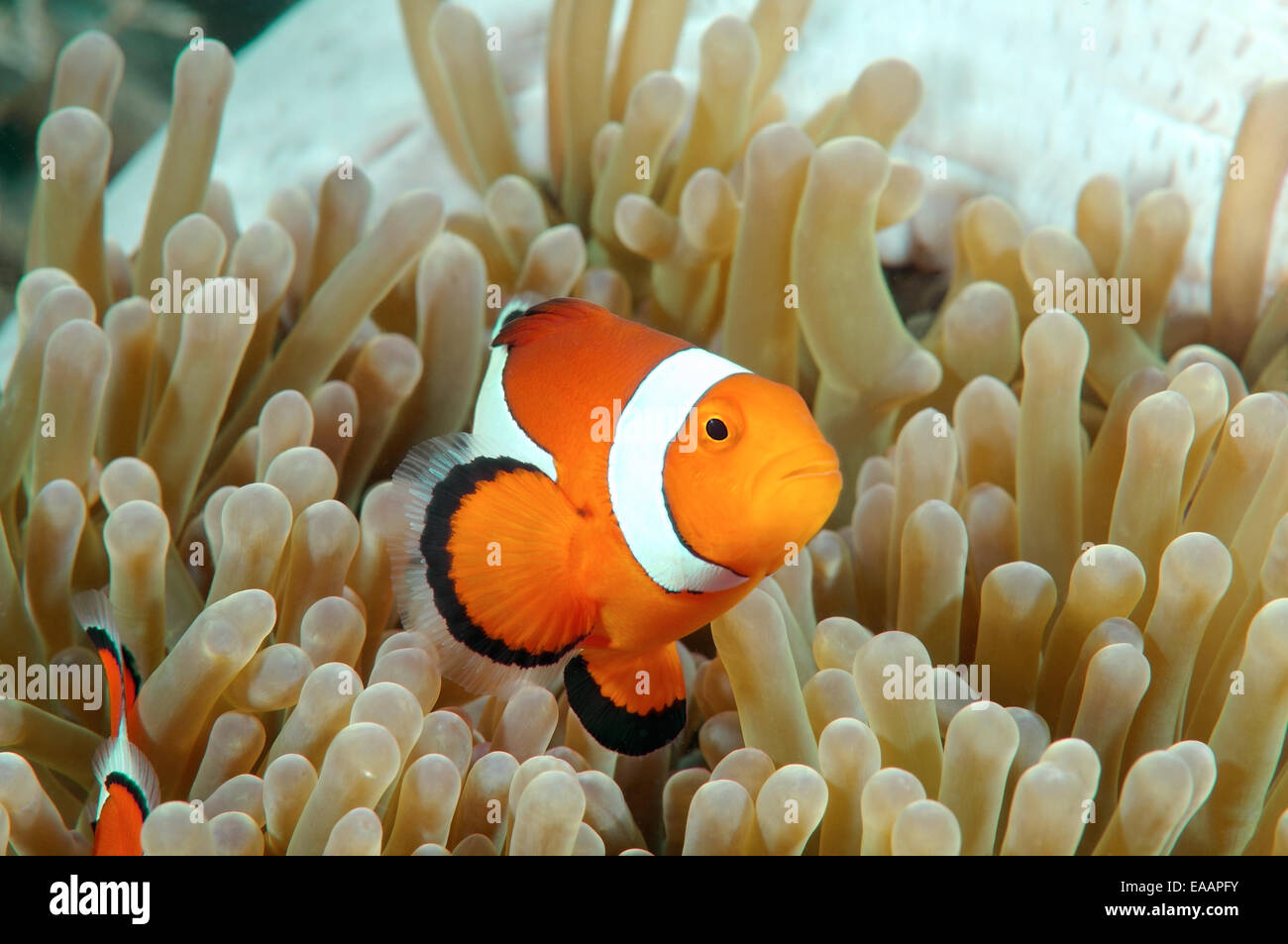 clown-anemonefish  (Amphiprion percula) Bohol Sea, Philippines, Southeast Asia Stock Photo
