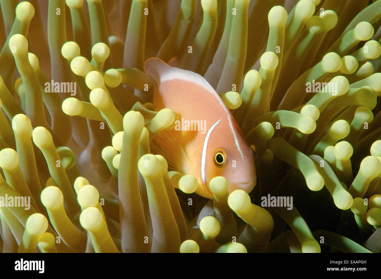 pink skunk clownfish or pink anemonefish (Amphiprion perideraion) Bohol Sea, Cebu, Philippines, Southeast Asia Stock Photo