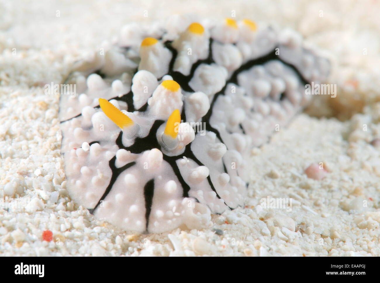 nudibranch or sea slug (Phyllidia varicosa) Bohol Sea, Philippines, Southeast Asia Stock Photo