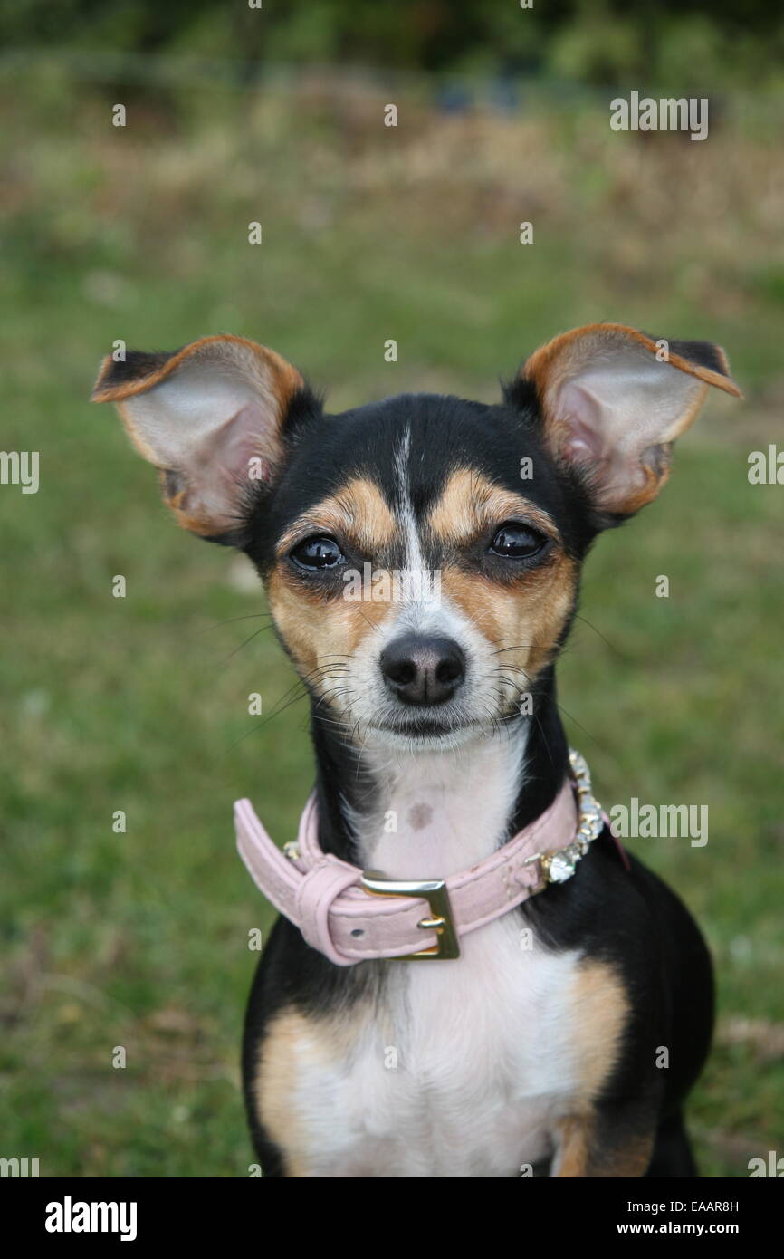 Portrait of Chihuahua wearing a jewel studded collar Stock Photo Alamy