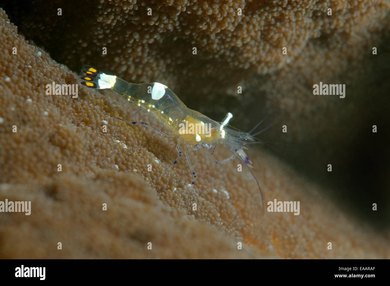 Couple partner shrimp (Periclimenes brevicarpalis) Bohol Sea, Philippines, Southeast Asia Stock Photo