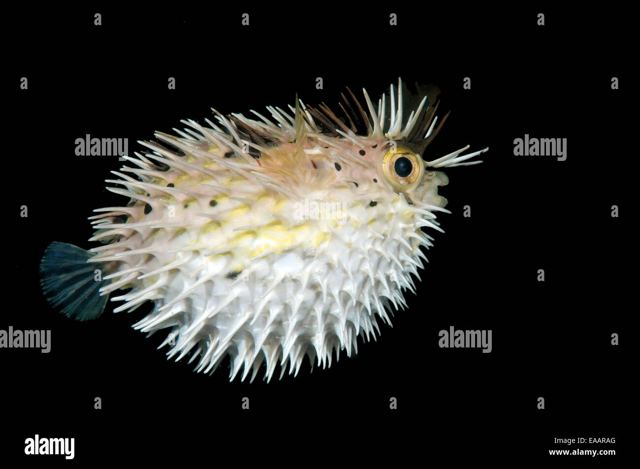 Long-spine porcupinefish, longspined porcupinefish or freckled porcupinefish (Diodon holocanthus) Bohol Sea, Philippines Stock Photo