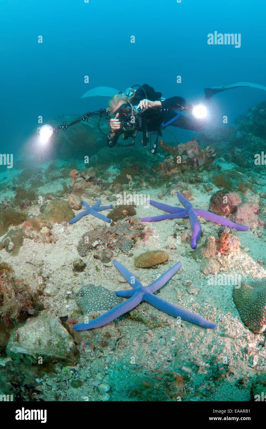 Woman diver photographs starfish Blauer Seestern (Linckia laevigata), Bohol Sea, Philippines, Southeast Asia Stock Photo