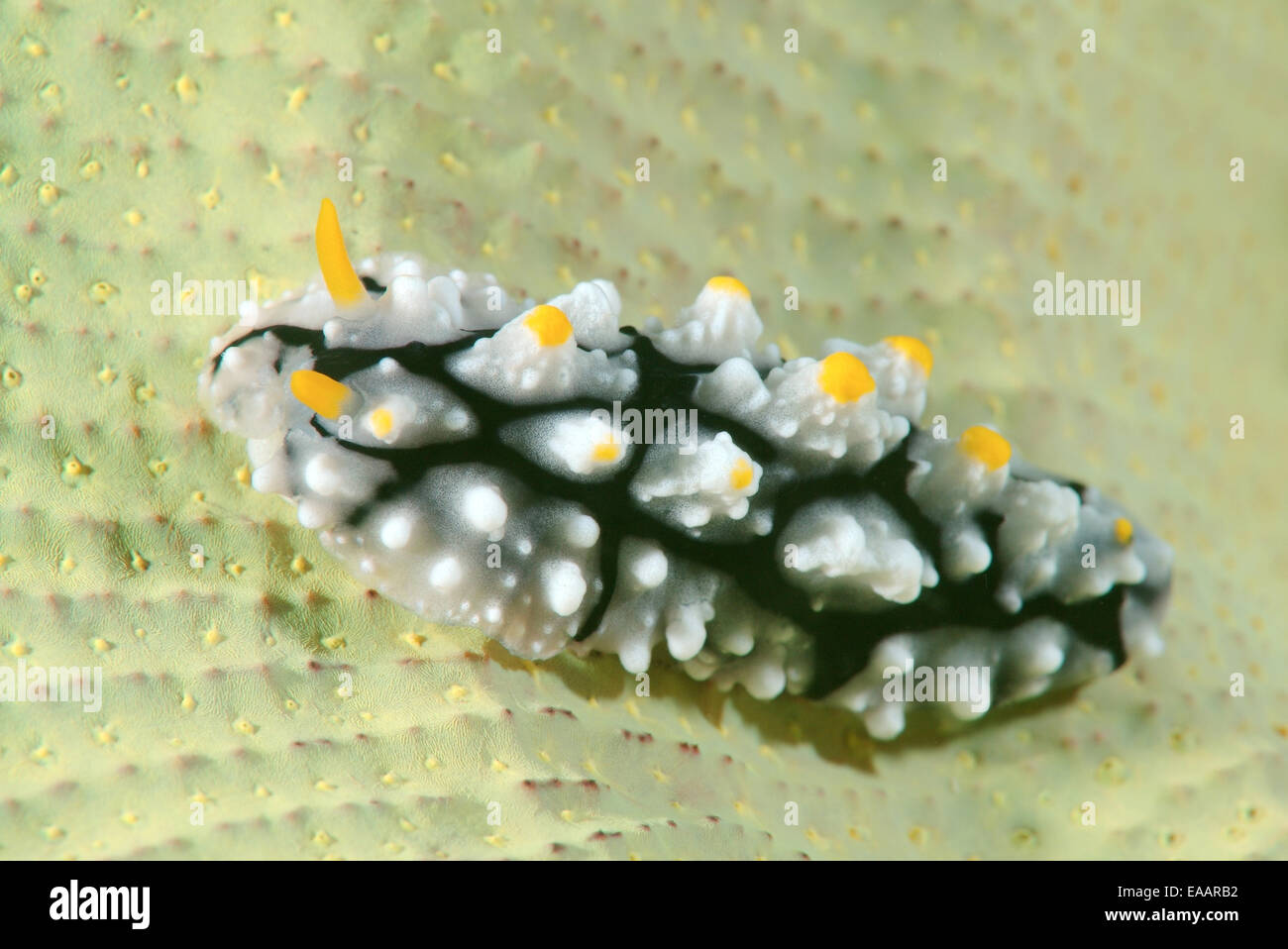 nudibranch or sea slug (Phyllidia varicosa) Bohol Sea, Philippines, Southeast Asia Stock Photo