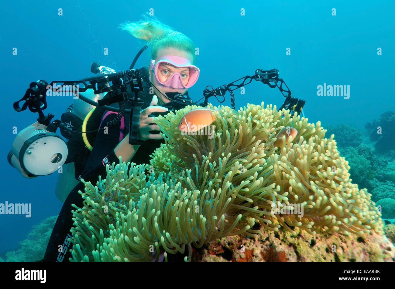 Woman diver photographs pink skunk clownfish or pink anemonefish (Amphiprion perideraion) Bohol Sea, Philippines, Southeast Asia Stock Photo