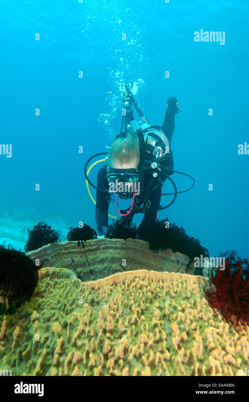 Diver peeks inside Giant Barrel Sponge (Xestospongia muta) Bohol Sea, Philippines, Southeast Asia Stock Photo