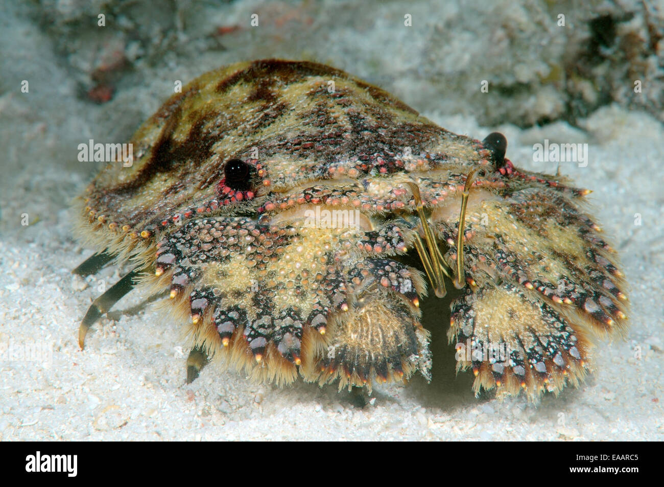 slipper lobster or sculptured mitten lobster (Parribacus antarcticus