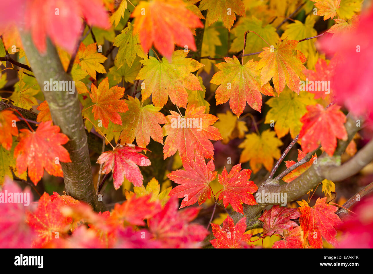 Leaves nature foliage pattern hi-res stock photography and images - Alamy