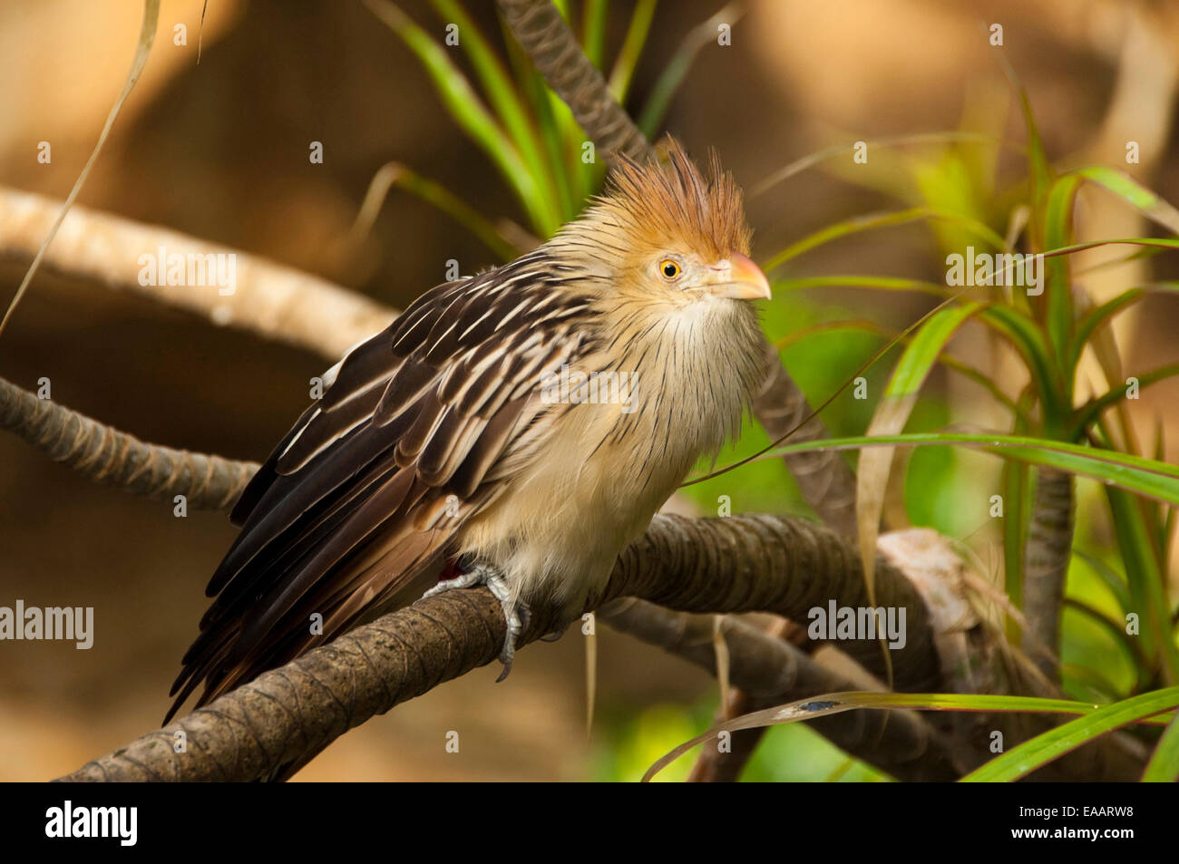 Horizontal close up of a Guira cuckoo, Guira guira, in an aviary. Stock Photo