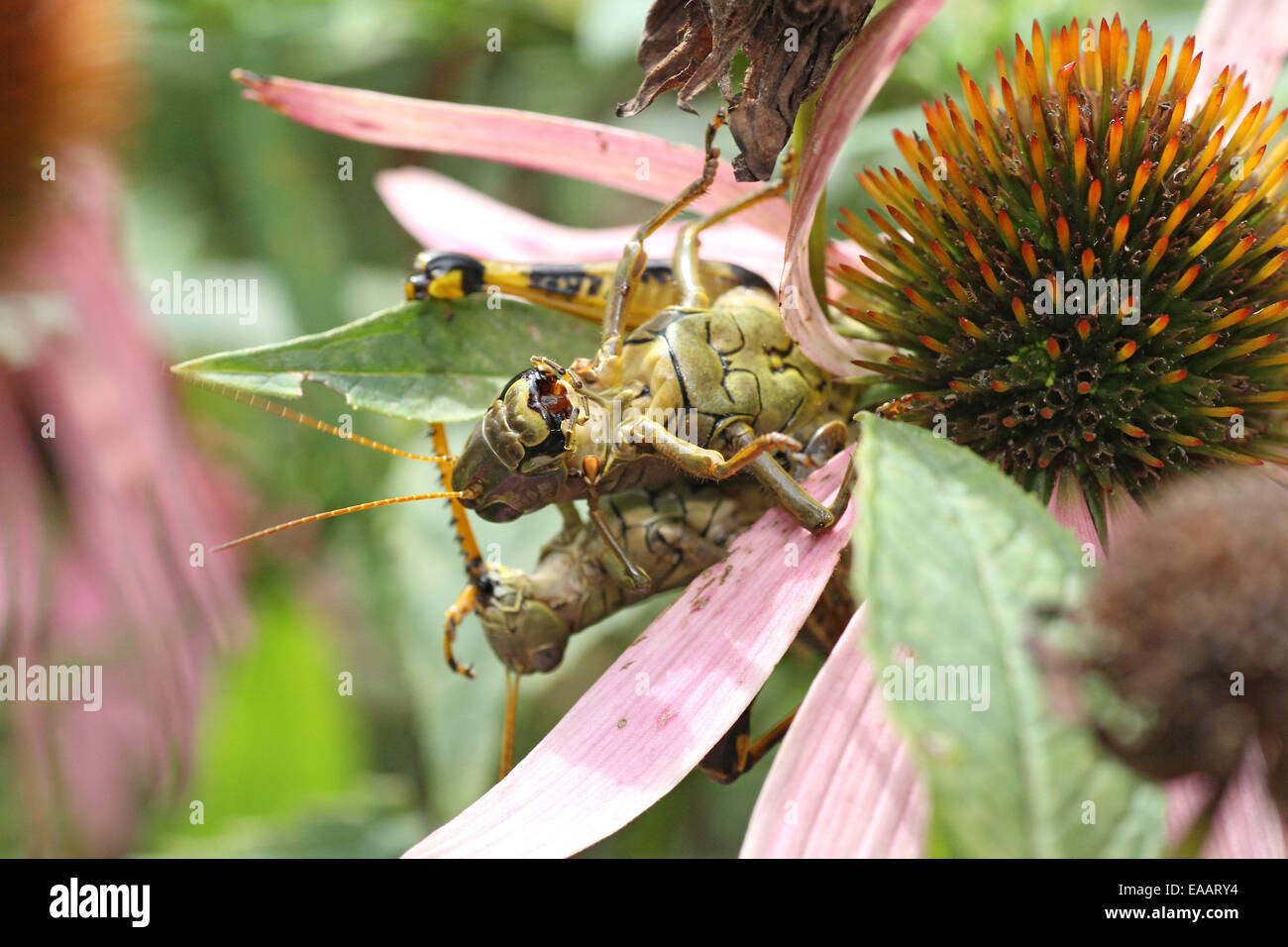 Differential mating Stock Photo Alamy